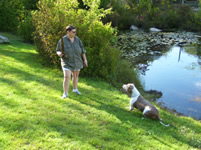 Staffordshire Terrier Dog at lake