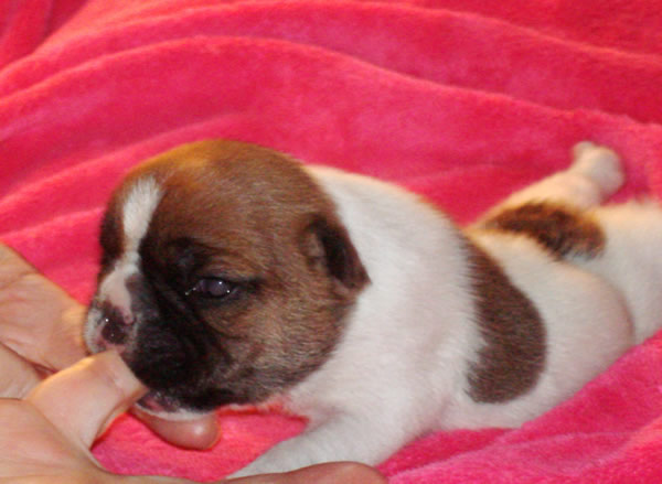 French Bulldog Puppies for Sale