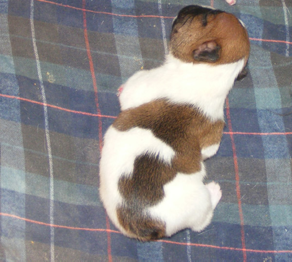 French Bulldog Puppies for Sale