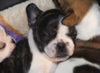 French Bulldog Puppies for Sale