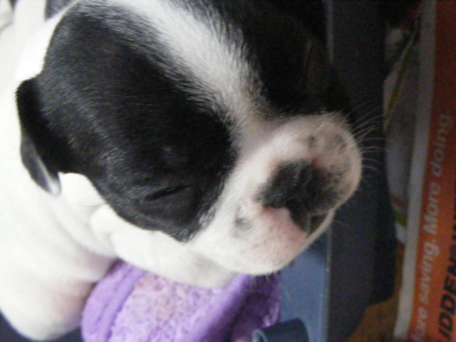 french bulldog puppy for sale