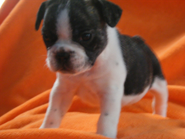 French Bulldog Puppies for Sale