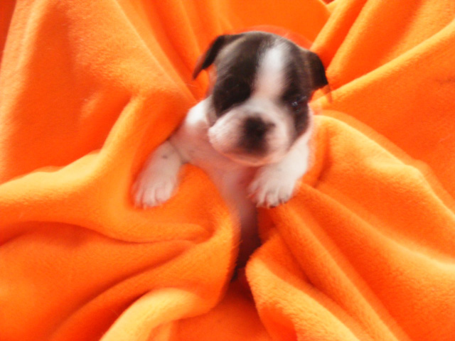 French Bulldog Puppies for Sale