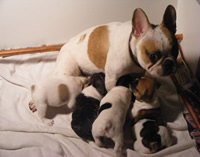 French Bulldog Puppies for Sale