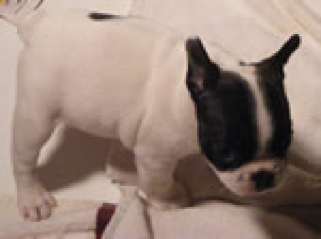 french bulldog puppy for sale