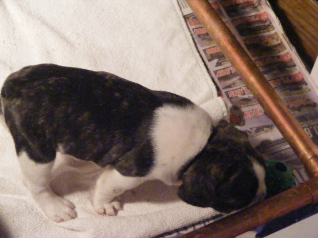 French Bulldog Puppies for Sale