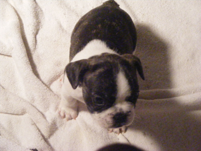 French Bulldog Puppies for Sale