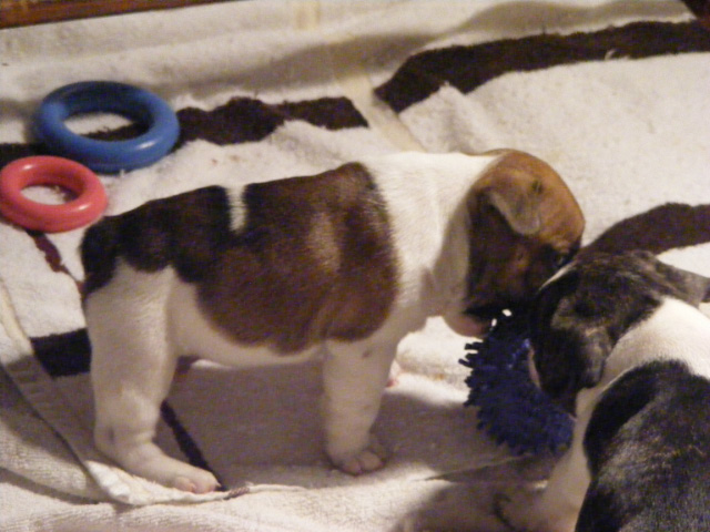 French Bulldog Puppies for Sale