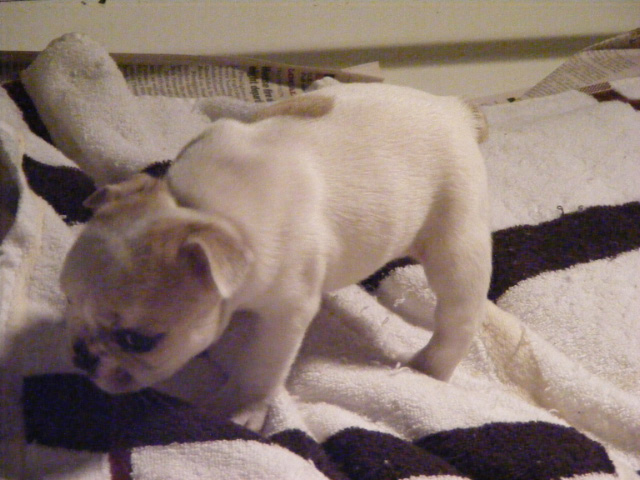 French Bulldog Puppies for Sale