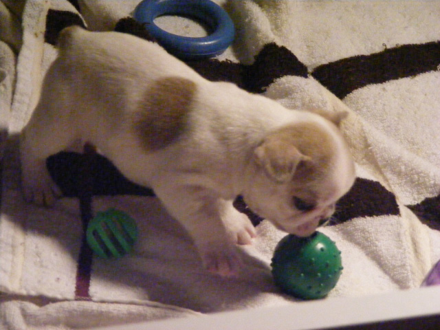 French Bulldog Puppies for Sale