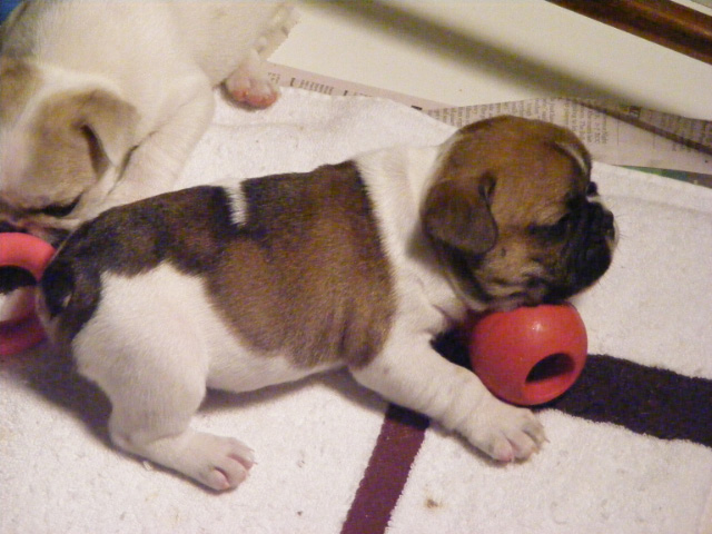 French Bulldog Puppies for Sale