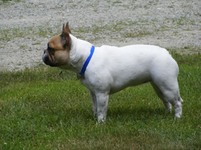 Butterfly French Bulldog Puppiess fpr Sale