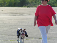 Staffordshire Terrier Dog walking