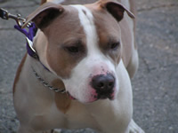 Staffordshire Terrier Dog