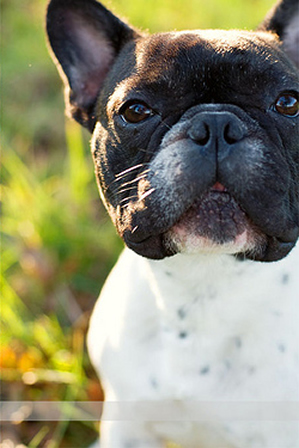 Edgar French Bulldog Puppies for Sale