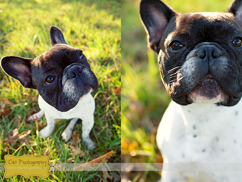 Edgar French Bulldog Puppies for Sale