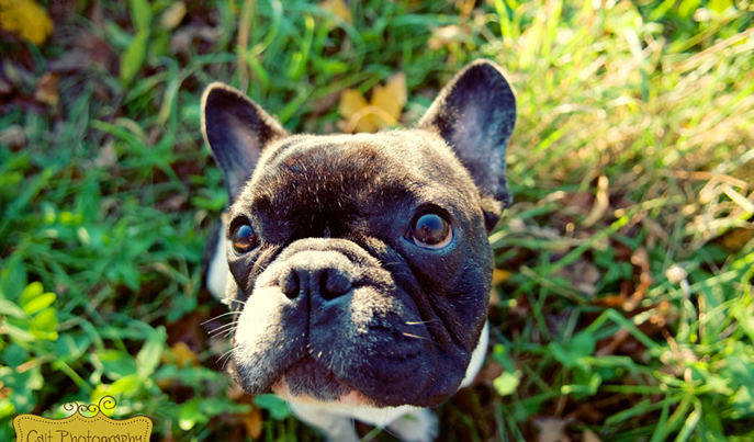 Edgar French Bulldog Puppies for Sale